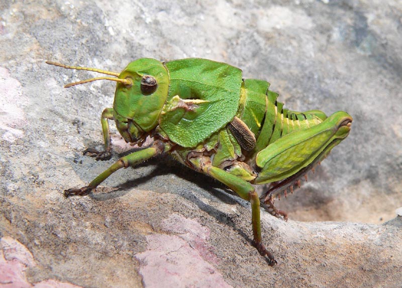 Ocneridia nigropunctata, forme giovanili  (Ort.,Pamphagidae)